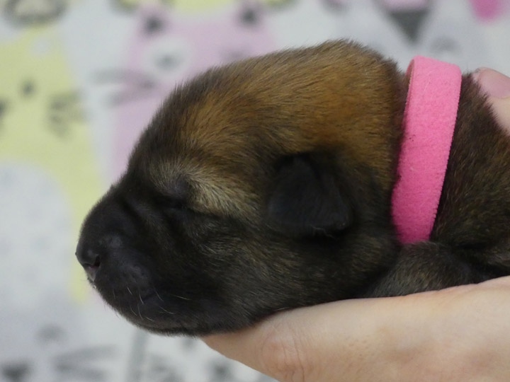 chinook puppy